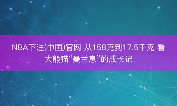 NBA下注(中国)官网 从158克到17.5千克 看大熊猫“曼兰崽”的成长记